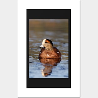 Beautiful Wigeon Posters and Art